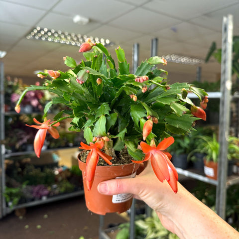 Schlumbergera - Bright Orange Holiday Cactus - Sprouts of Bristol