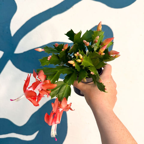 Schlumbergera - Bright Orange Holiday Cactus - Sprouts of Bristol