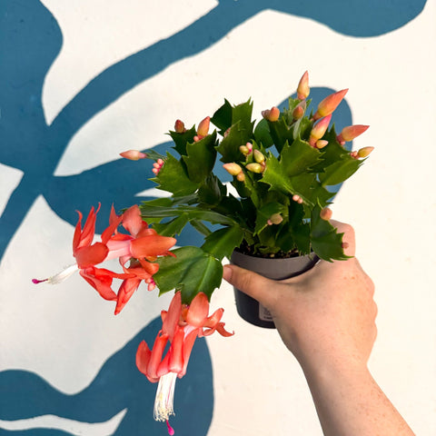 Schlumbergera - Bright Orange Holiday Cactus - Sprouts of Bristol