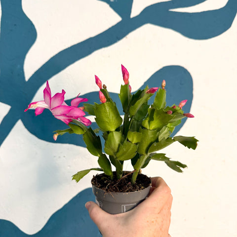 Schlumbergera - Bright Pink Holiday Cactus - Sprouts of Bristol
