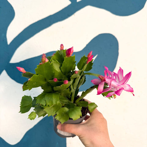 Schlumbergera - Bright Pink Holiday Cactus - Sprouts of Bristol