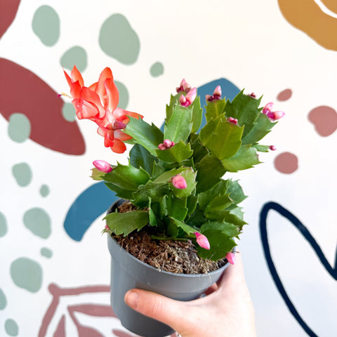 Schlumbergera - Orange Holiday Cactus - Sprouts of Bristol