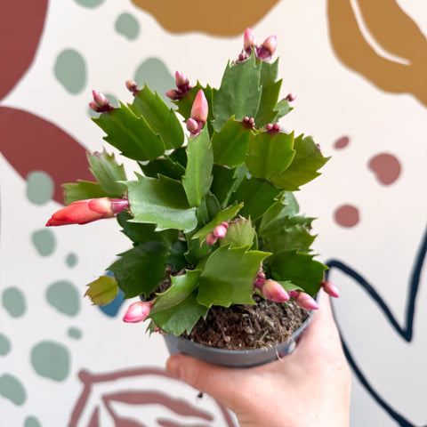 Schlumbergera - Orange Holiday Cactus - Sprouts of Bristol