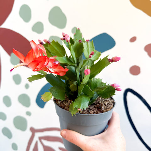 Schlumbergera - Orange Holiday Cactus - Sprouts of Bristol