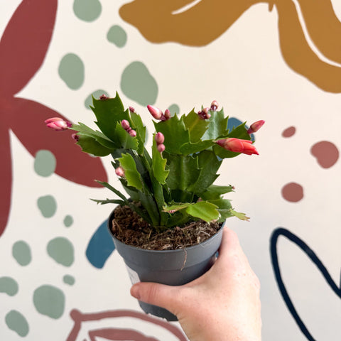 Schlumbergera - Orange Holiday Cactus - Sprouts of Bristol