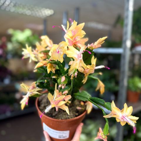Schlumbergera - Peach Orange Holiday Cactus - Sprouts of Bristol