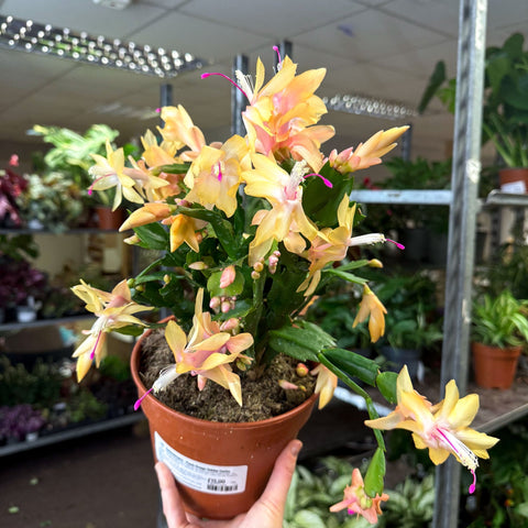 Schlumbergera - Peach Orange Holiday Cactus - Sprouts of Bristol