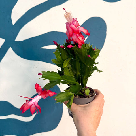 Schlumbergera - Red Holiday Cactus - Sprouts of Bristol