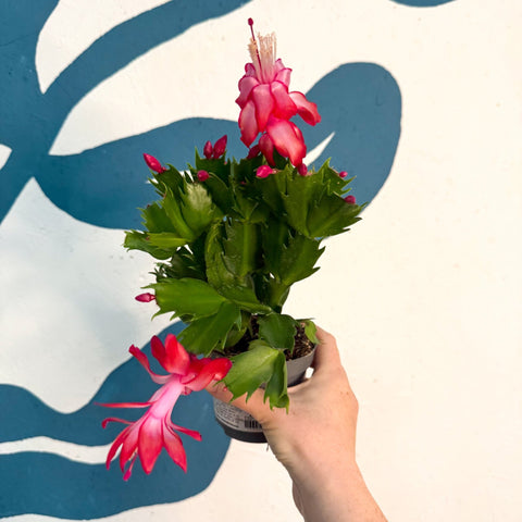 Schlumbergera - Red Holiday Cactus - Sprouts of Bristol