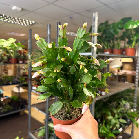Schlumbergera - White Holiday Cactus - Sprouts of Bristol