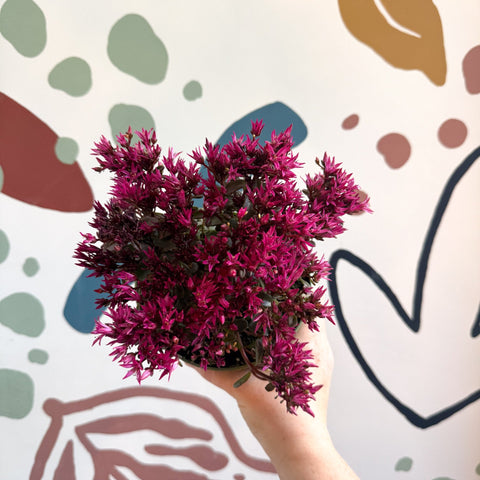 Sedum spurium 'Spot On Deep Rose' - Sprouts of Bristol