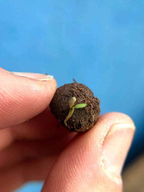 Seedball Meadow Pots - Garden Meadow - Sprouts of Bristol