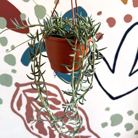 Senecio hallianus - String of Blue Beans - Sprouts of Bristol