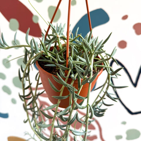 Senecio hallianus - String of Blue Beans - Sprouts of Bristol