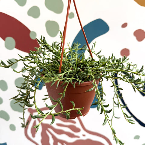 Senecio radicans - String of Fish Hooks - Sprouts of Bristol