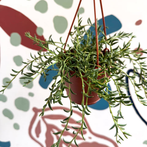 Senecio radicans - String of Fish Hooks - Sprouts of Bristol