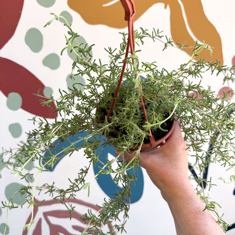Senecio 'Twinkle Little Star' - String of Stars - Sprouts of Bristol