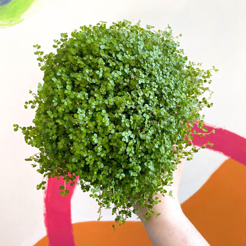 Soleirolia soleirolii - Baby's tears - Sprouts of Bristol