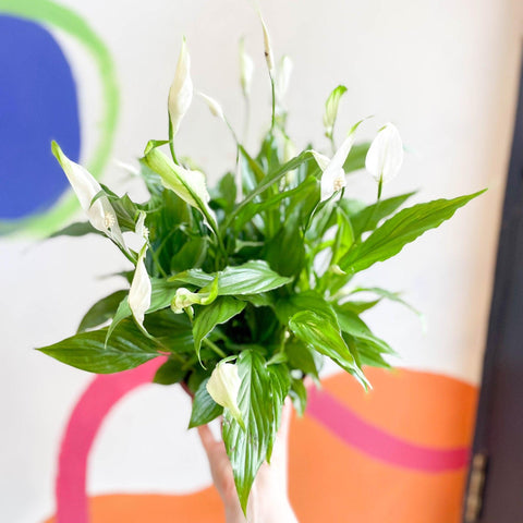 Spathiphyllum 'Chopin' - Peace Lily - Sprouts of Bristol