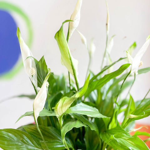 Spathiphyllum 'Chopin' - Peace Lily - Sprouts of Bristol