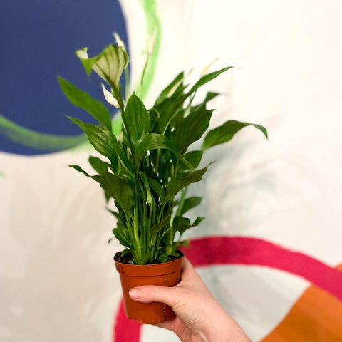 Spathiphyllum 'Chopin' - Peace Lily - Sprouts of Bristol