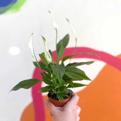 Spathiphyllum 'Pearl Cupido' - Peace Lily - Sprouts of Bristol