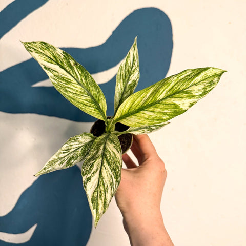 Spathiphyllum ‘Sensation Variegated’ – Variegated Peace Lily - Sprouts of Bristol