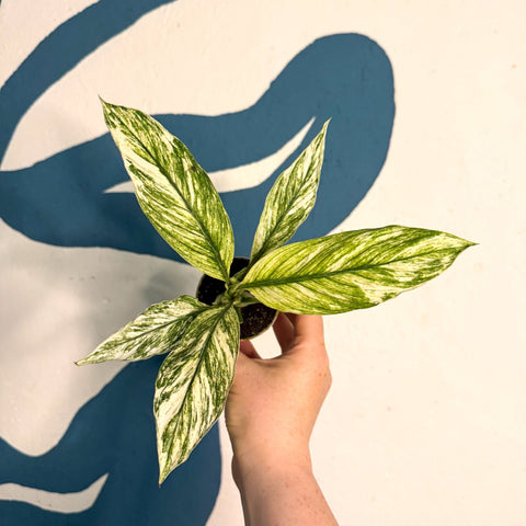 Spathiphyllum ‘Sensation Variegated’ – Variegated Peace Lily - Sprouts of Bristol