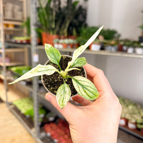 Spathiphyllum 'Sensation Variegated' - Variegated Peace Lily - Sprouts of Bristol
