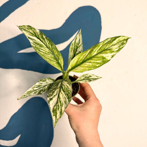 Spathiphyllum ‘Sensation Variegated’ – Variegated Peace Lily - Sprouts of Bristol
