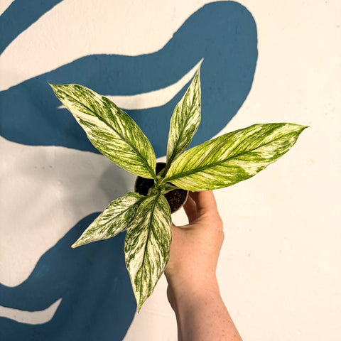 Spathiphyllum ‘Sensation Variegated’ – Variegated Peace Lily - Sprouts of Bristol
