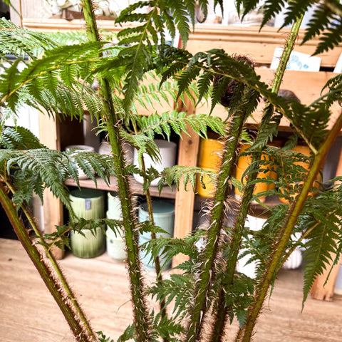 Sphaeropteris cooperi - Lacy Tree Fern - Sprouts of Bristol