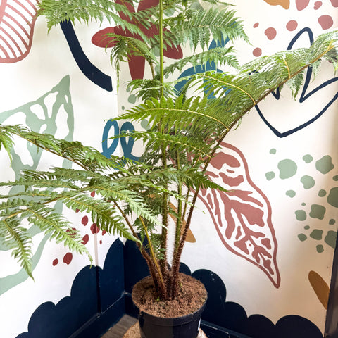 Sphaeropteris cooperi - Lacy Tree Fern - Sprouts of Bristol