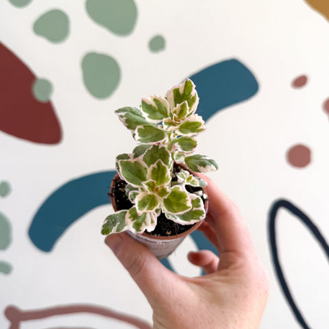 Spurflower - Plectranthus - Welsh Grown - Sprouts of Bristol