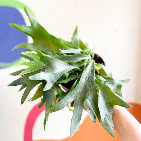 Staghorn Fern - Platycerium bifurcatum - Sprouts of Bristol
