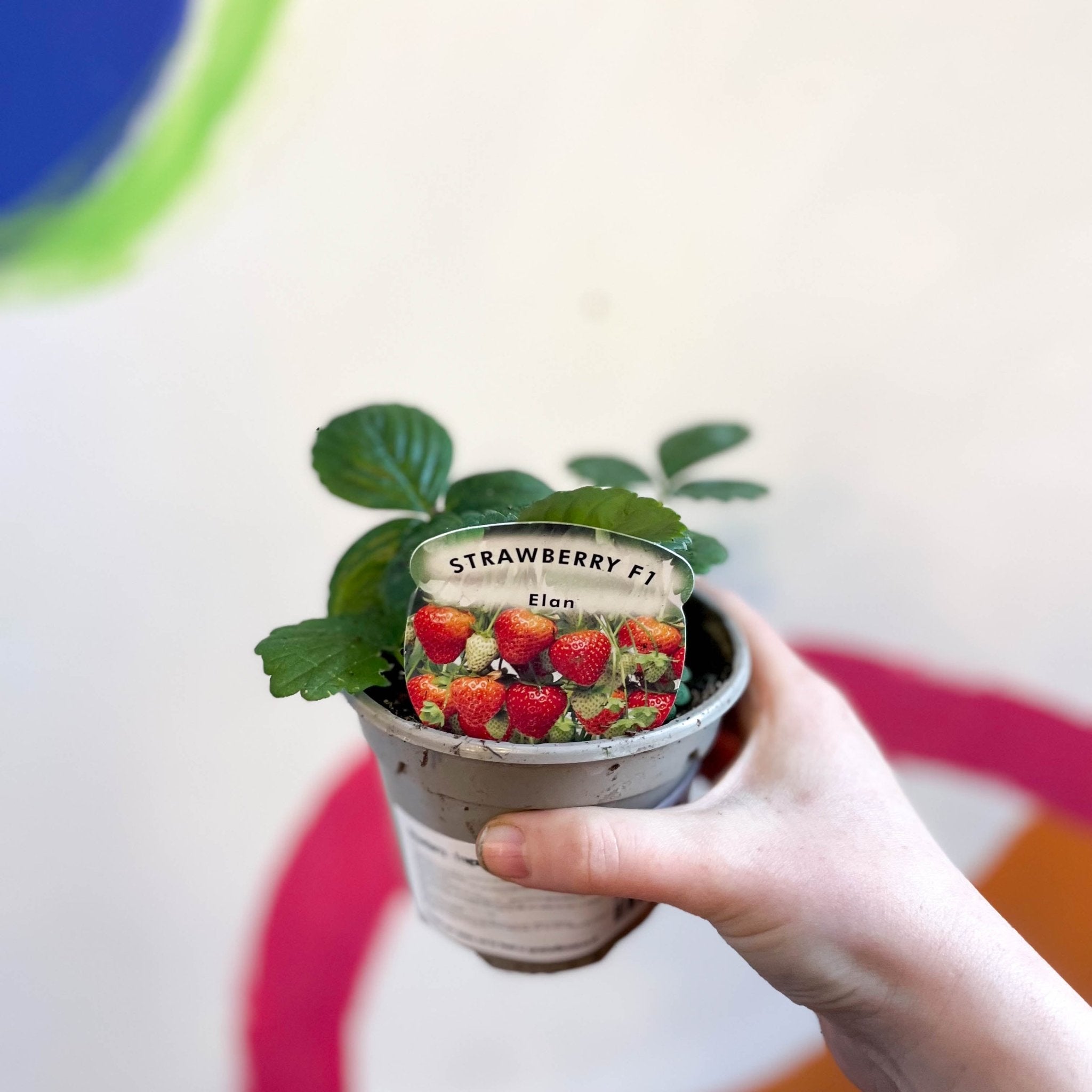 elan strawberry seeds Strawberry - Fragaria x ananassa 'Elan'