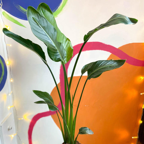 Strelitzia nicolai - Giant White Bird of Paradise - Sprouts of Bristol
