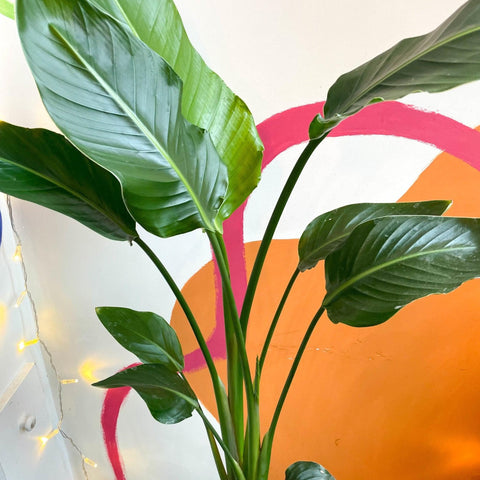 Strelitzia nicolai - Giant White Bird of Paradise - Sprouts of Bristol