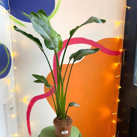 Strelitzia nicolai - Giant White Bird of Paradise - Sprouts of Bristol