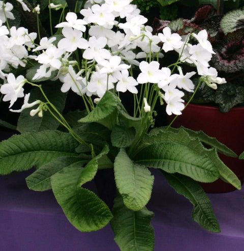 Streptocarpus ionantha 'Albatross' - Welsh Grown - Sprouts of Bristol