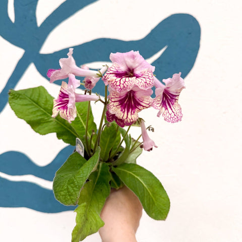 Streptocarpus ionantha 'Harlequin Rose' - Welsh Grown - Sprouts of Bristol