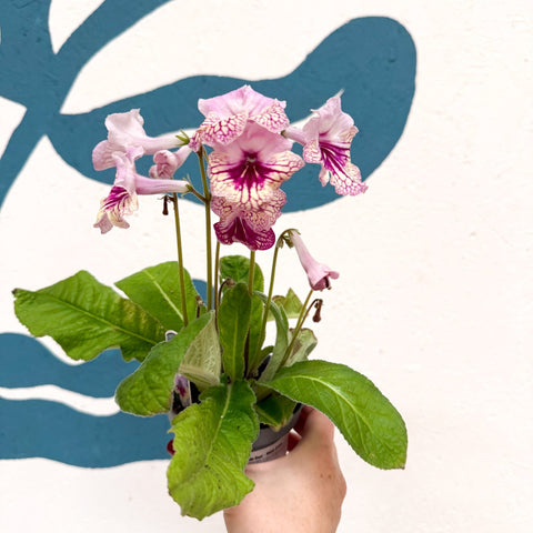 Streptocarpus ionantha 'Harlequin Rose' - Welsh Grown - Sprouts of Bristol
