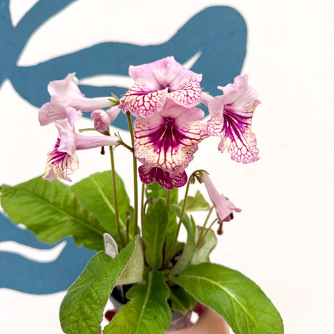 Streptocarpus ionantha 'Harlequin Rose' - Welsh Grown - Sprouts of Bristol