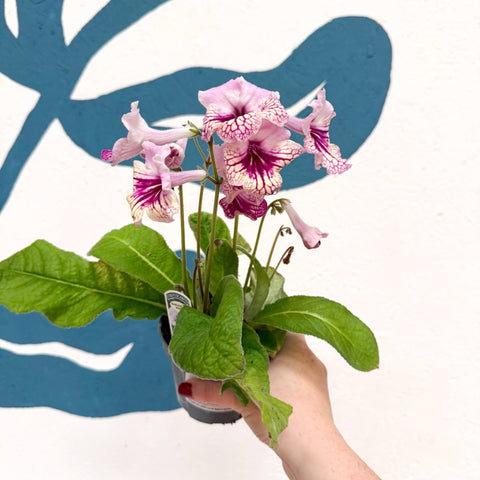 Streptocarpus ionantha 'Harlequin Rose' - Welsh Grown - Sprouts of Bristol