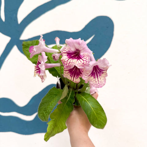 Streptocarpus ionantha 'Harlequin Rose' - Welsh Grown - Sprouts of Bristol
