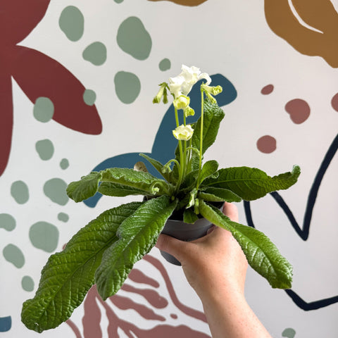 Streptocarpus ionantha 'Luna' - Welsh Grown - Sprouts of Bristol