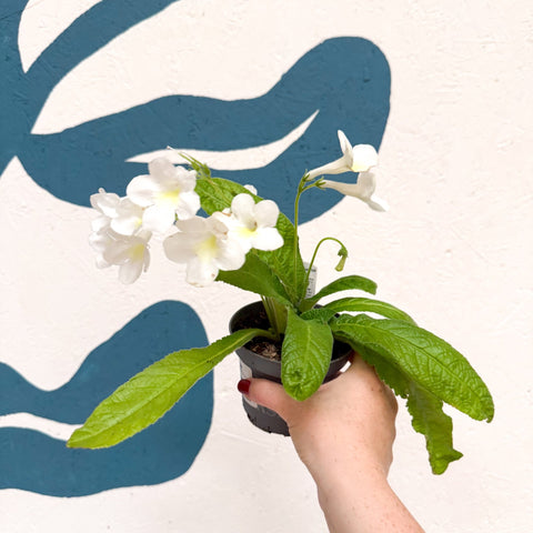 Streptocarpus ionantha 'Pearl' - Welsh Grown - Sprouts of Bristol