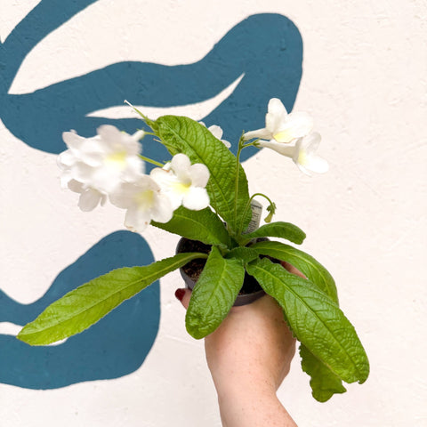 Streptocarpus ionantha 'Pearl' - Welsh Grown - Sprouts of Bristol