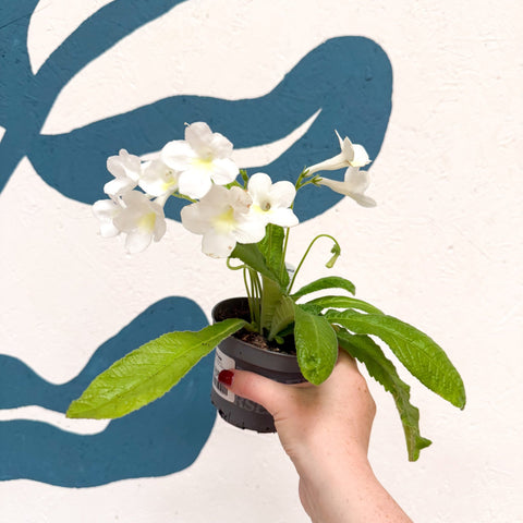 Streptocarpus ionantha 'Pearl' - Welsh Grown - Sprouts of Bristol