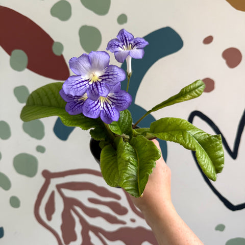 Streptocarpus ionantha 'Victoria' - Welsh Grown - Sprouts of Bristol